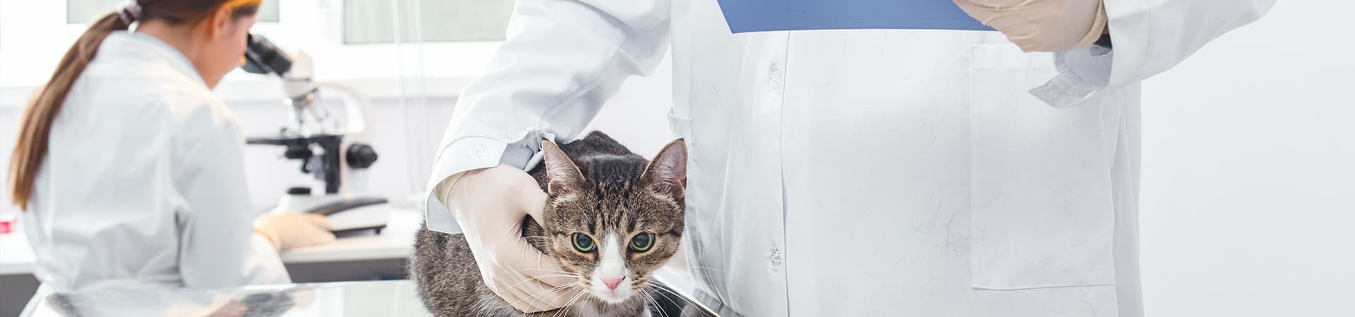 Eine Katze sitzt auf dem Behandlungstisch und wird von einem Tierarzt festgehalten. Eine weitere Tierärztin untersucht Proben unter dem Mikroskop