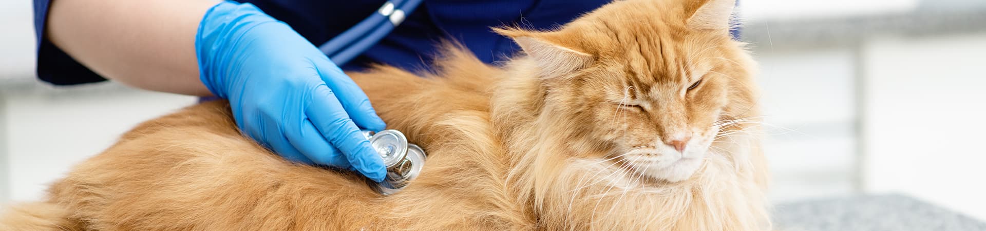 Beige Main-Coon Katze wird mit einem Stethoskop abgehört