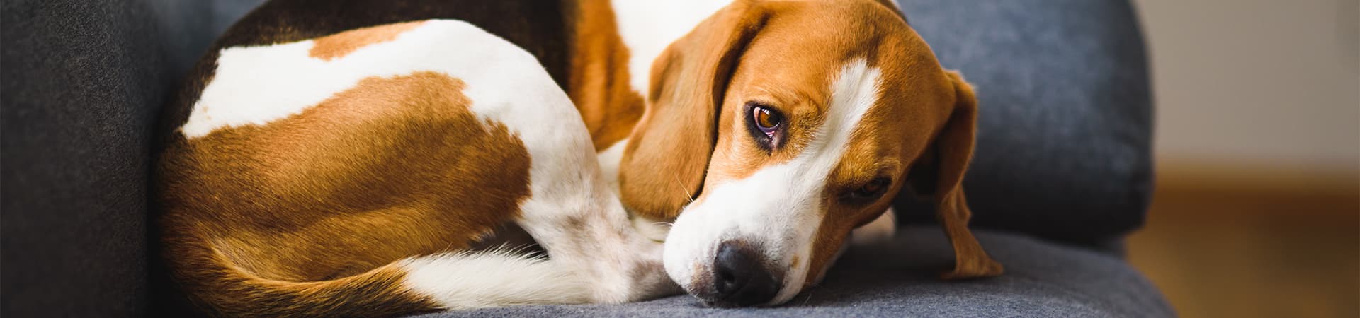 Hund liegt traurig auf dem Sofa