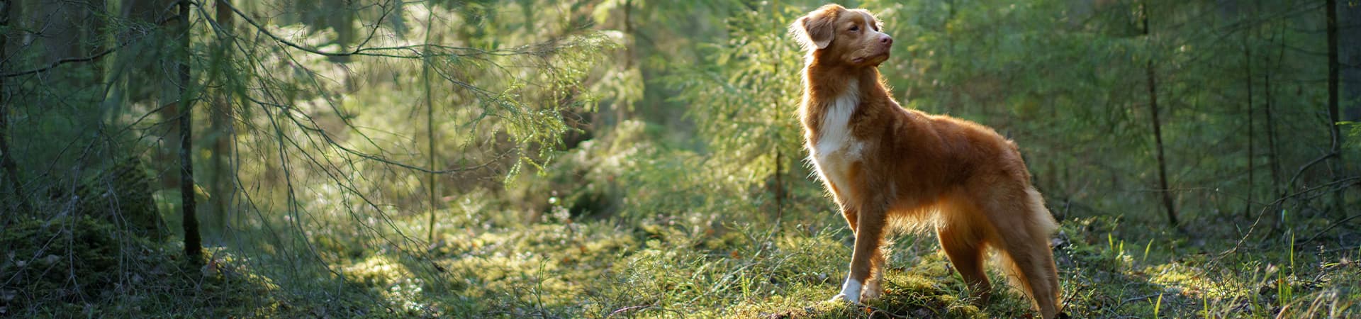 Nova Scotia Duck Tolling Retriever steht im Wald