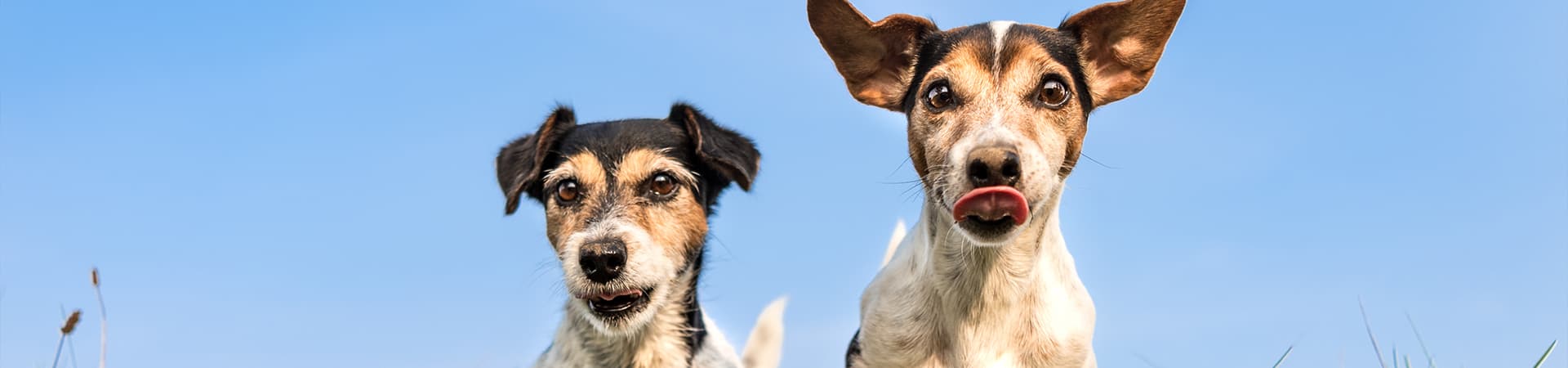 Zwei Hunde vor blauem Himmel