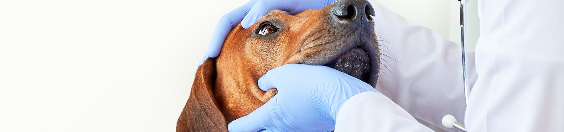 Tierarzt untersucht die Augen eines Hundes