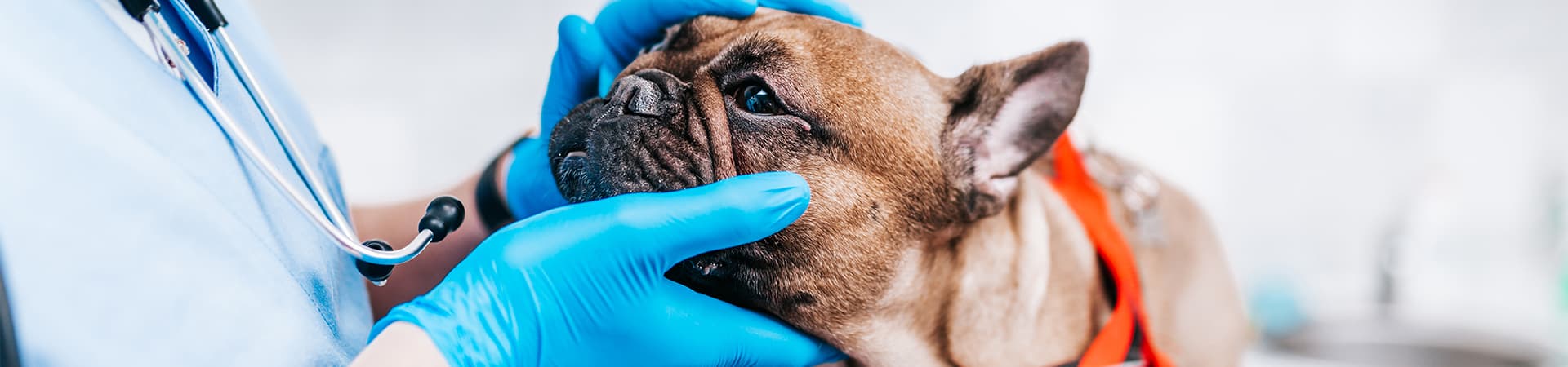 Hund wird beim Tierarzt untersucht