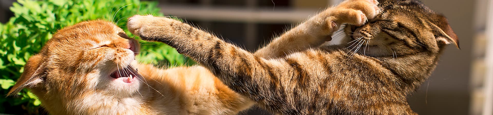 Zwei Katzen prügeln sich draußen