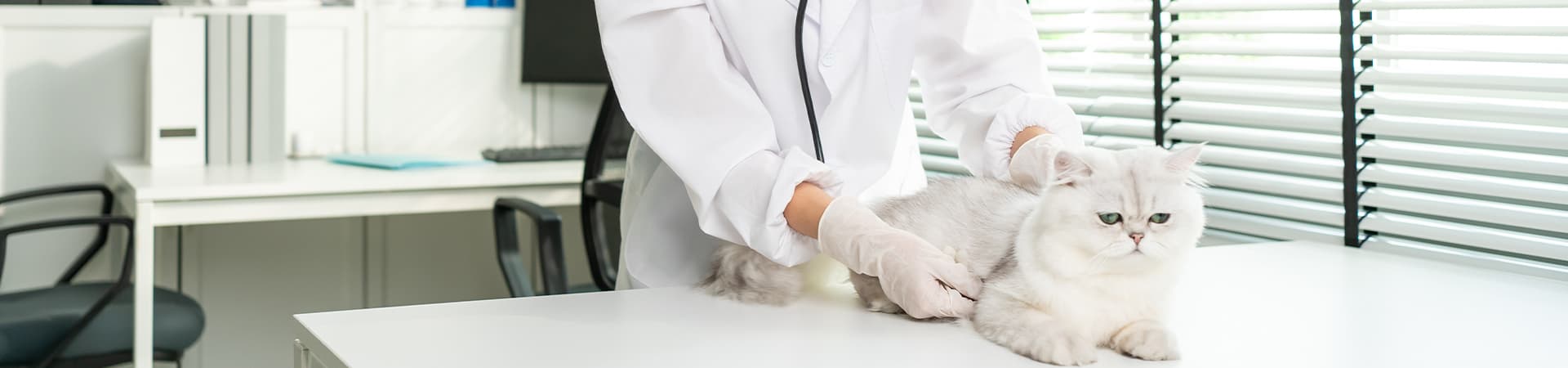 Weiße Katze wird von einer Tierärztin untersucht