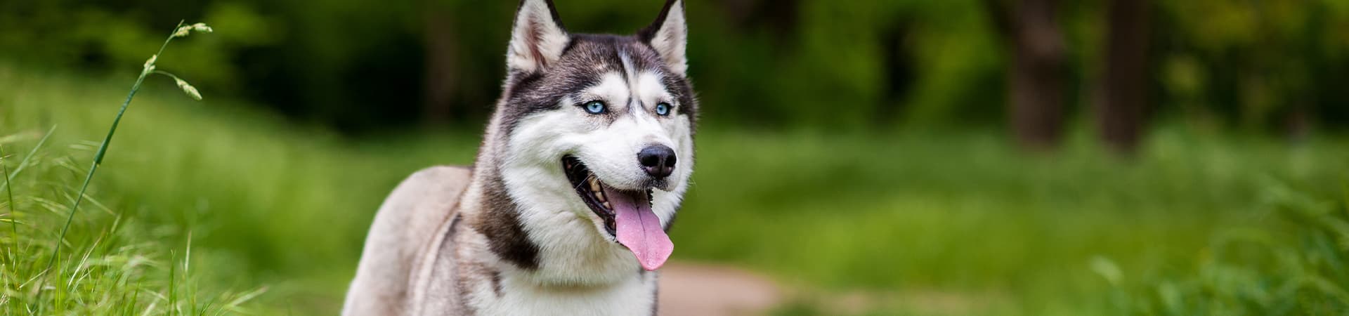 Husky steht auf einer Grünen Wiese und guckt glücklich