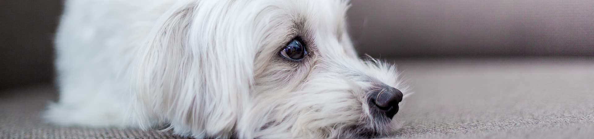 Kleiner weißer Hund liegt auf dem Teppich