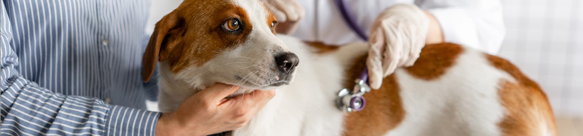 Hund wird von einem Tierarzt abgehört