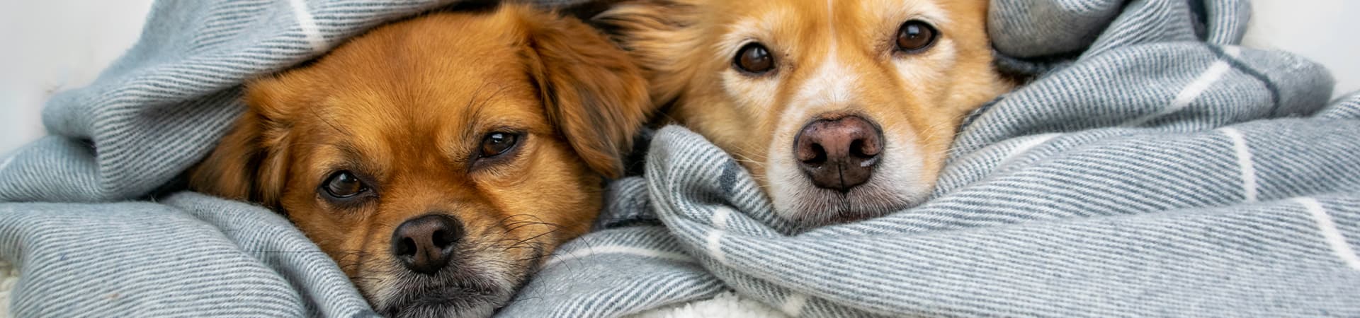 Zwei Hunde liegen in eine Decke eingekuschelt