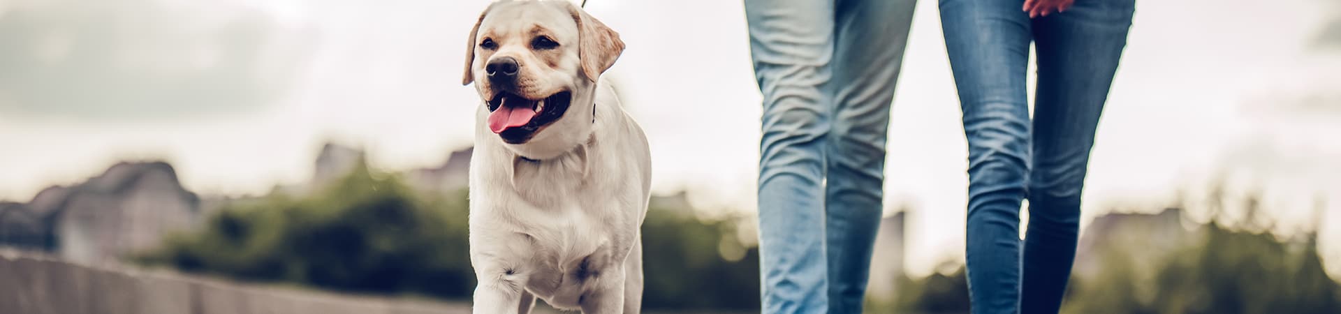 Hund geht mit seinen Besitzern spazieren