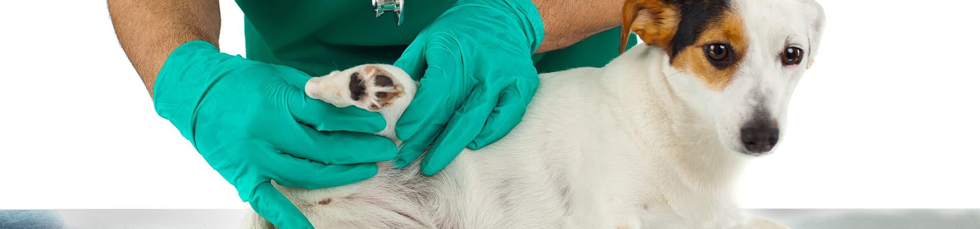 Jack Russel Terrier wird beim Tierarzt untersucht