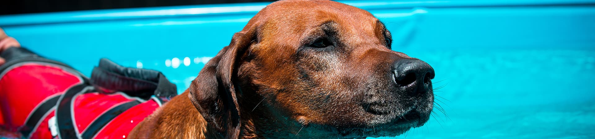 Hund mit Weste beim schwimmen