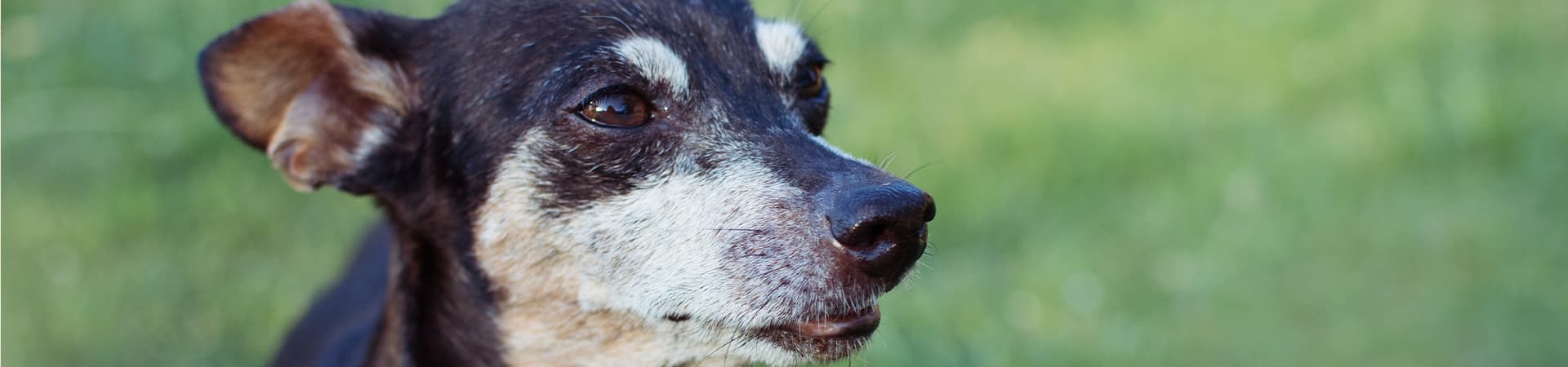 Alter Hund sitzt auf einer grünen Wiese