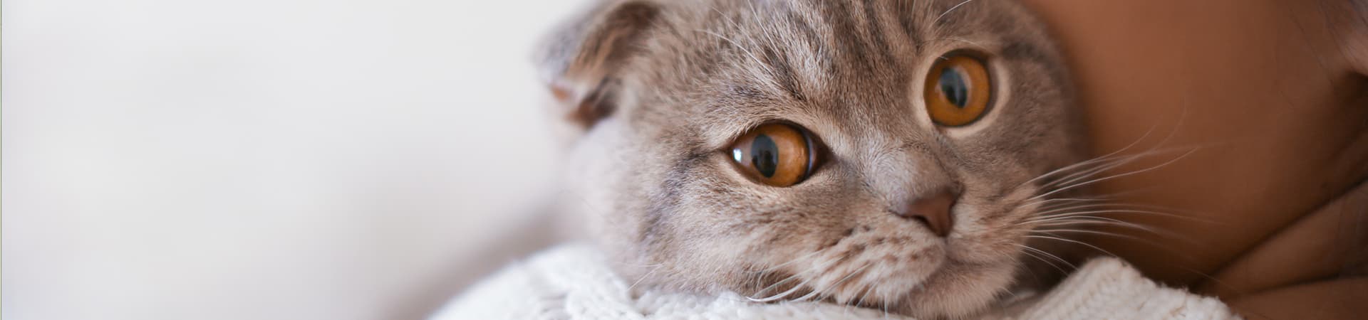 Katze kuschelt auf der Schulter ihrer Besitzerin