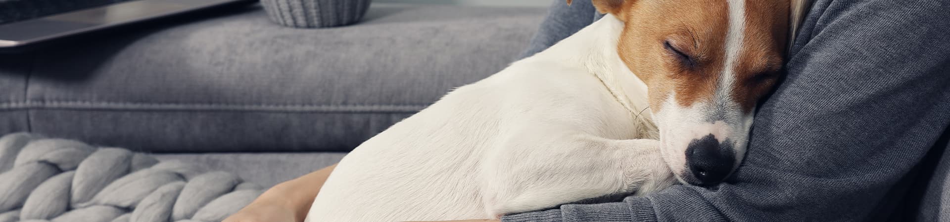 Jack-Russel-Terrier schläft auf dem Bauch seines Besitzers