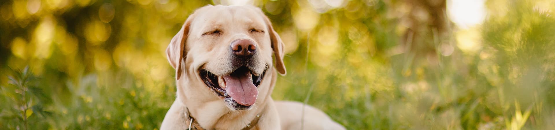 Labrador-Retriever steht mit geschlossenen Augen vor grünen Streuchern