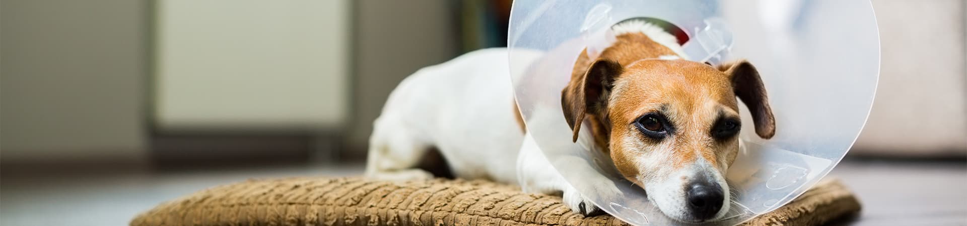 Jack Russel Terrier mit Halskragen liegt auf einem Kissen