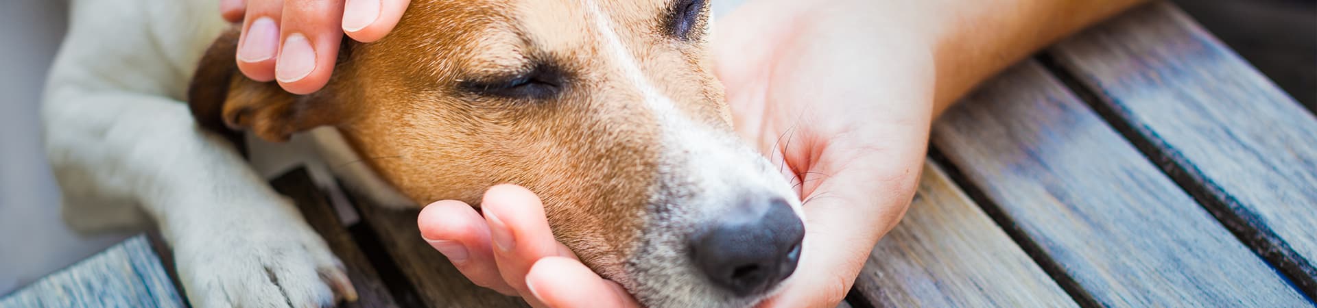 Jack Russel Terrier wird von seinem Herrchen gestreichelt