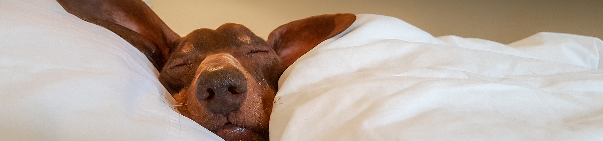 Hund mit langen Ohren liegt gemütlich im Bett und schläft