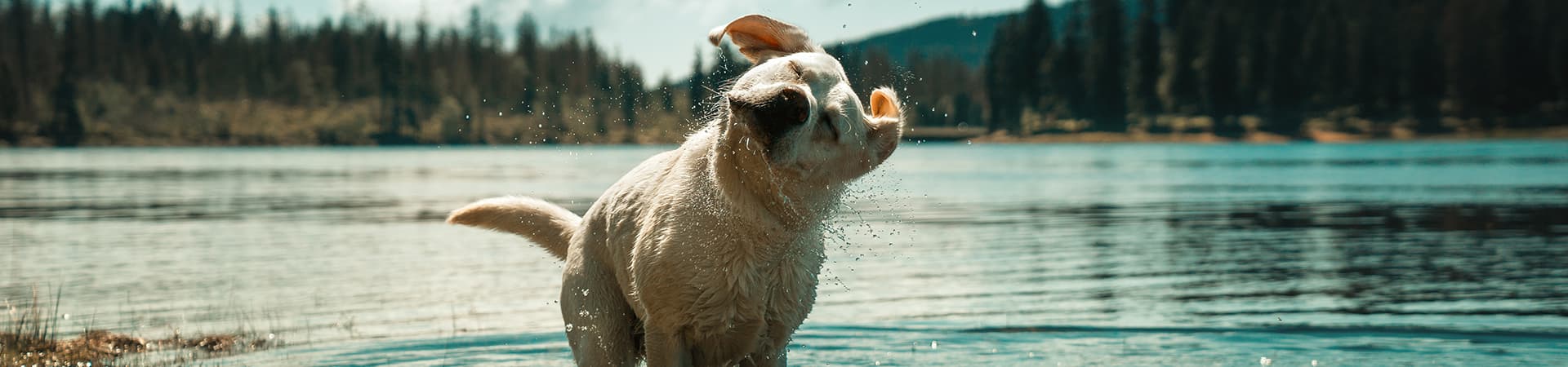 Hund im See schüttelt seinen Kopf