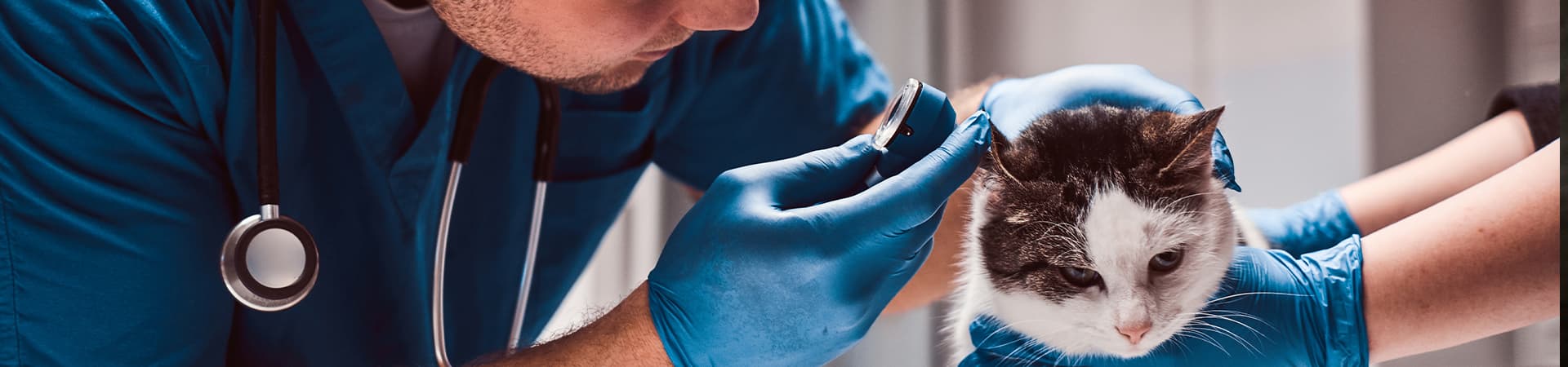 Katze bekommt die Ohren von einem Tierarzt mit einem Otoskop untersucht