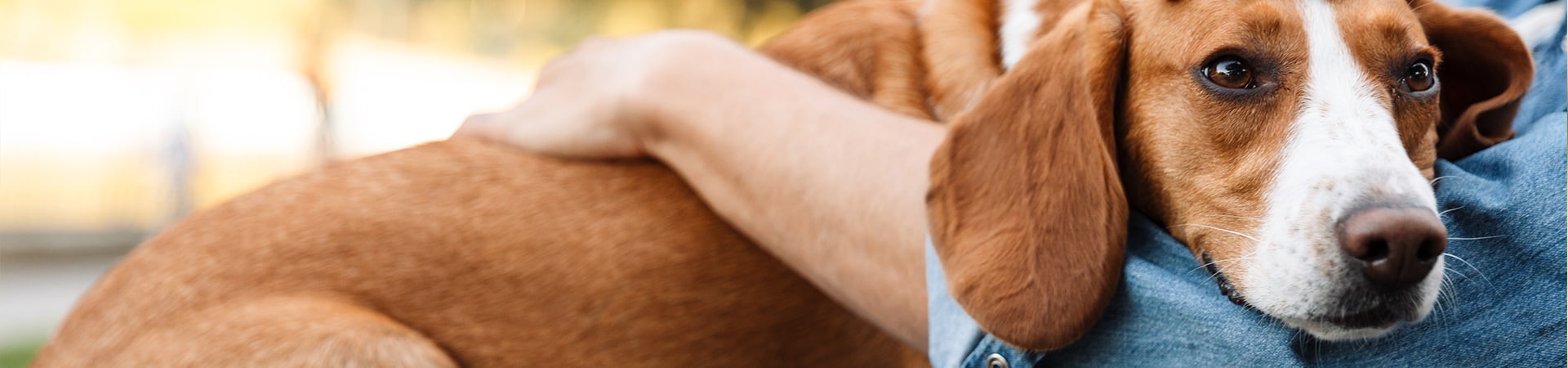 Hund liegt bei seinem Herrchen im Arm