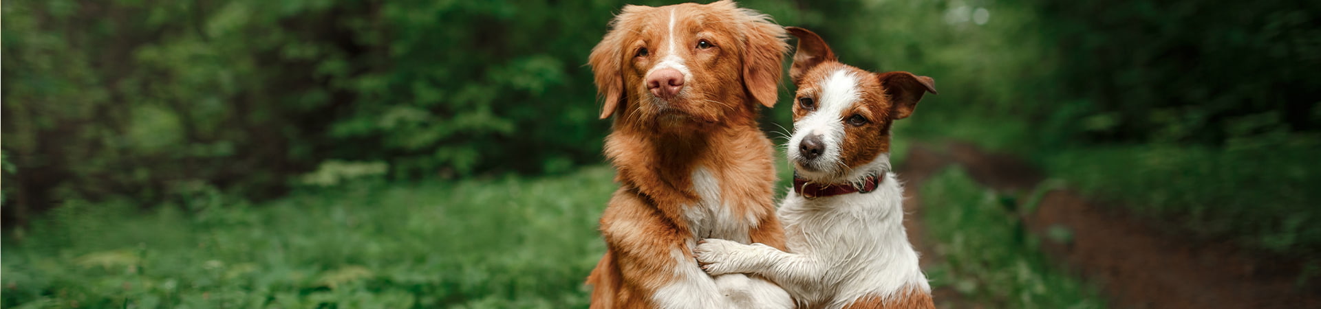 Nova Scotia Duck Trolling Retriever und Jack Russel Terrier sitzen zusammen im Wald