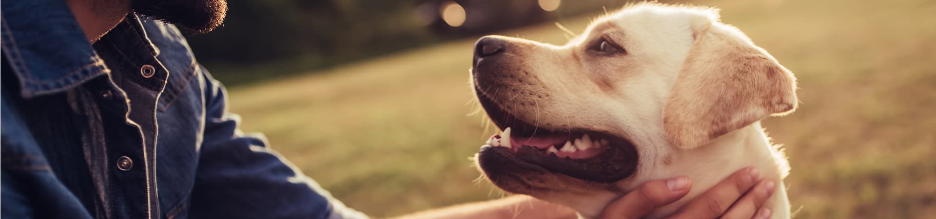 Labrador Retriever guckt sein Herrschen glücklich an