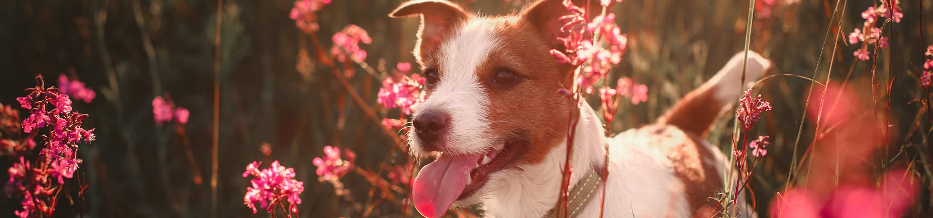 Hund steht zwischen schönen Pinken Blumen und die Sonne scheint