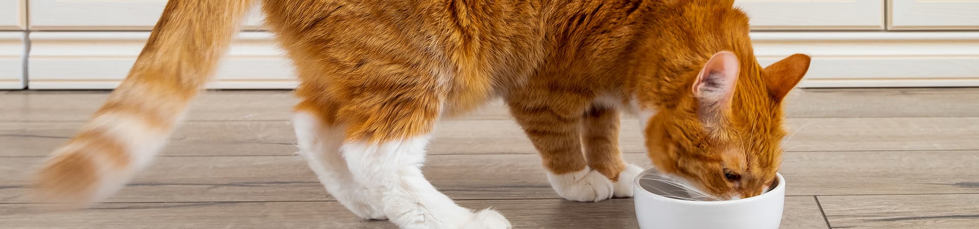 Rote Katze frisst aus einem weißen Napf