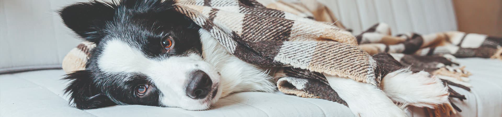 Hund liegt auf der Couch mit einer Decke