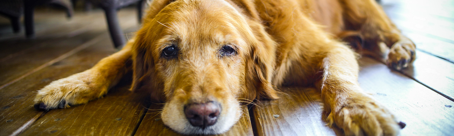 Tierarztbesuch bei Verdacht auf Tumor beim Hund Hund mit Schlappohren liegt auf dem Boden