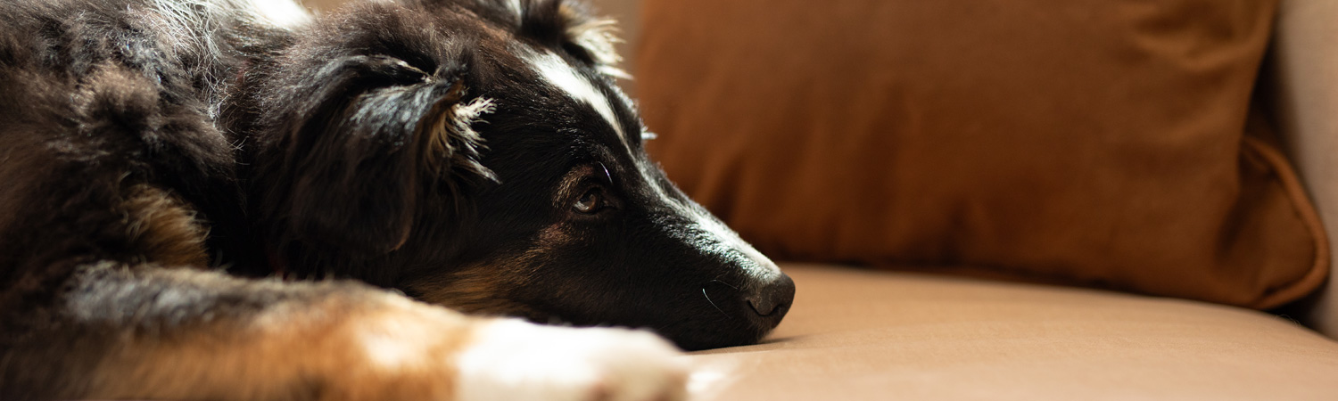 Was ein Tumor beim Hund bedeuten kann Hund liegt traurig auf der Couch