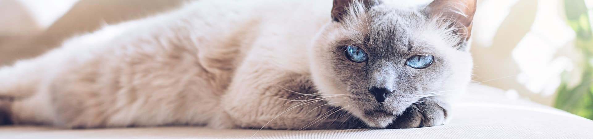Katze mit blauen Augen liegt gemütlich auf dem Sofa