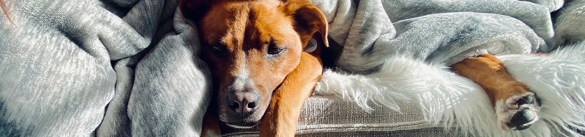 Brauner Hund liegt gemütlich unter der Decke auf dem Sofa