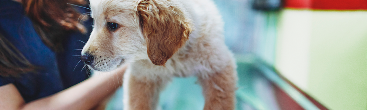 Medikamente bei Blasenentzündung