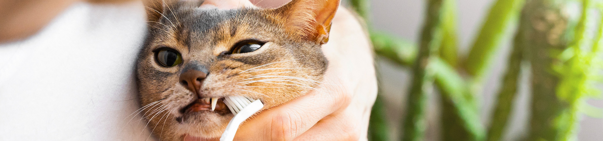 Zahnprobleme bei Katzen Zahnprobleme bei Katzen