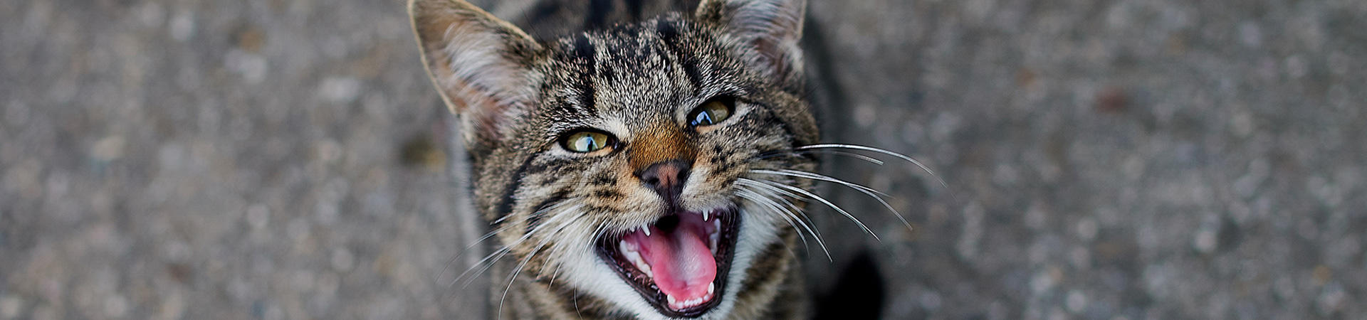 Zahnprobleme bei Katzen Zahnprobleme bei Katzen