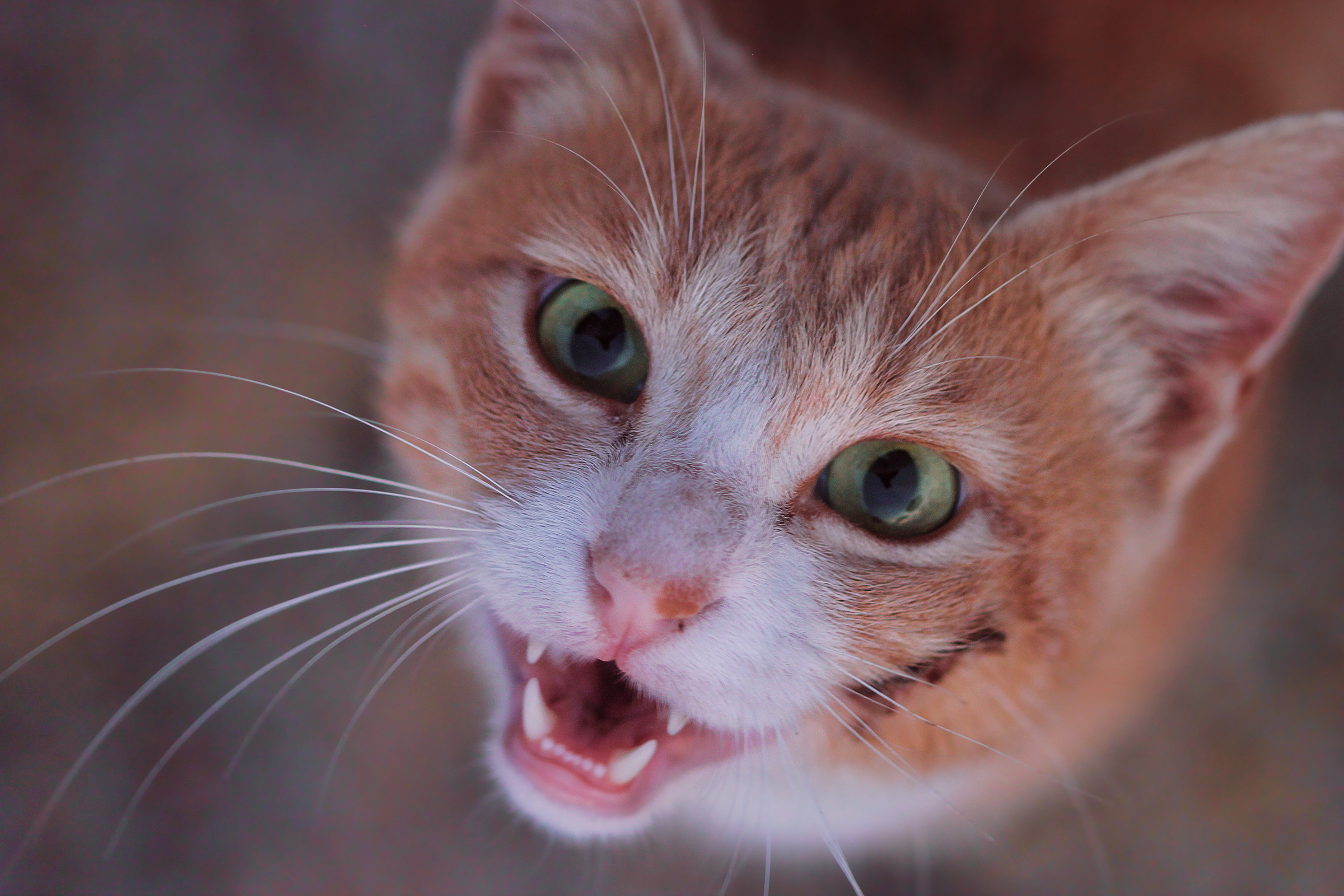 Zahnprobleme bei Katzen