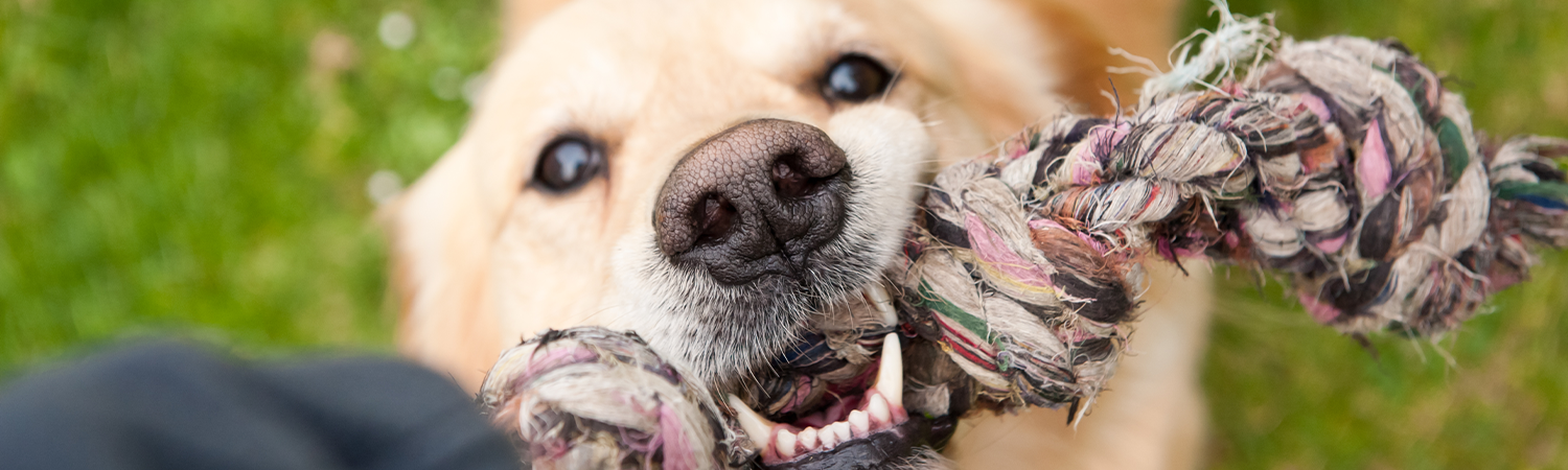 Hundezähne gesund halten Hund kaut auf einem Seil