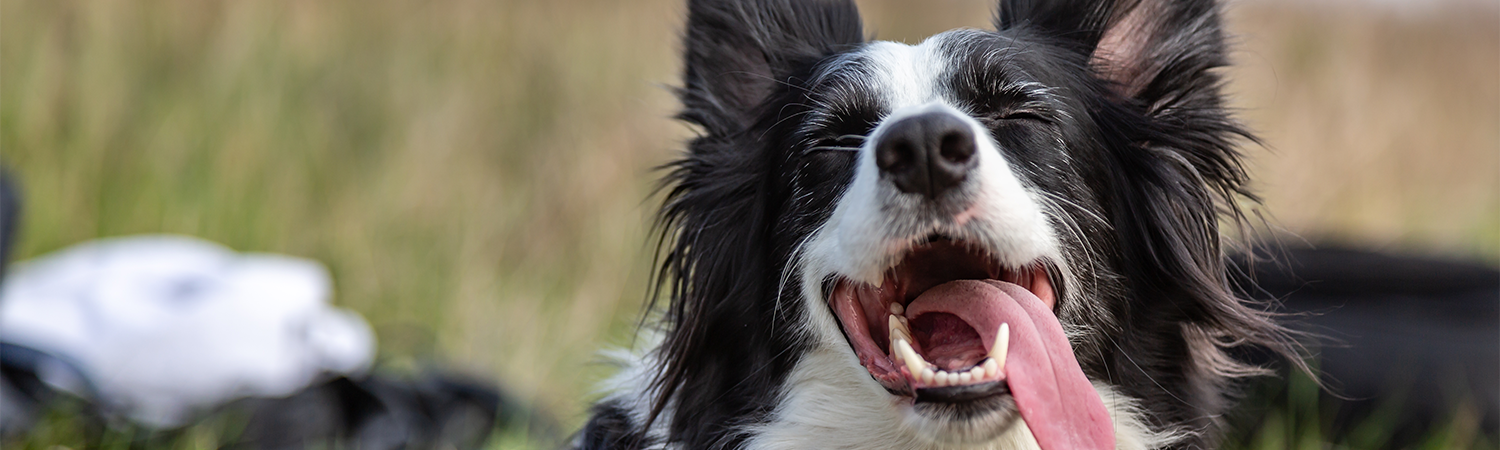 Behandlung von Zahnerkrankungen beim Hund Schwarz weißer Hund streckt seine Hund heraus