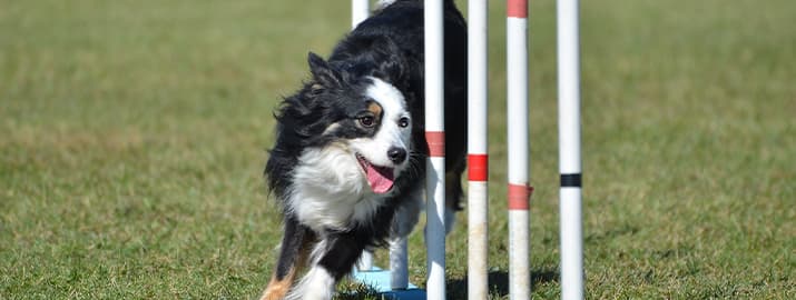 Agility Slalomparcour Hund rennt durch Slalomstangen
