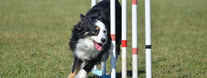 Hund rennt durch Slalomstangen