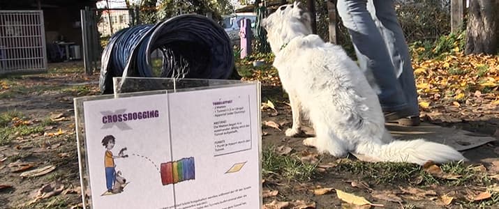 Crossdogging Anleitung Spieltunnel Hund sitzt vor einem Spieltunnel