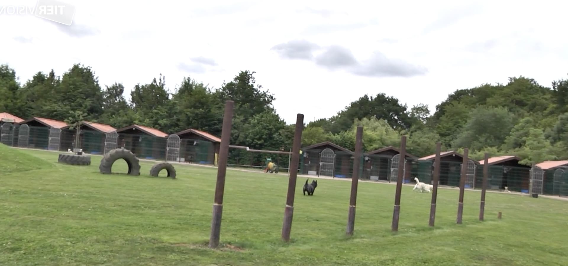 Hunde rennen und spielen auf einem Parcour