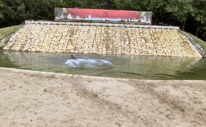 Hund schwimmt im einen Pool