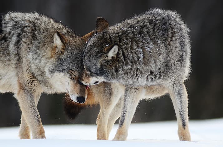 Zwei Wölfe kuscheln miteinander