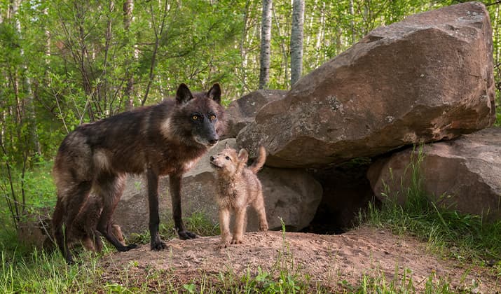 Wölfe stehen im Wald vor einer Höhle