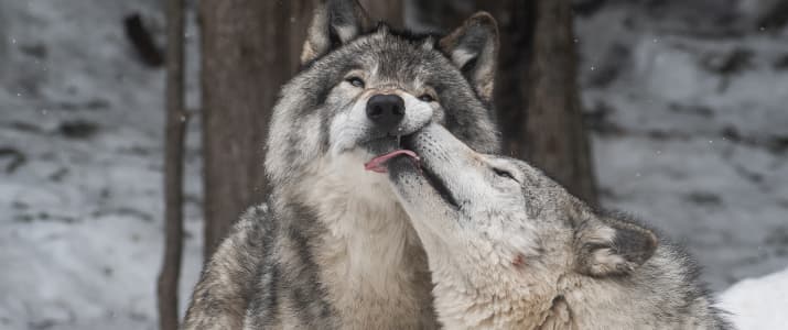 Ein Wolf leckt einem anderen am Mund