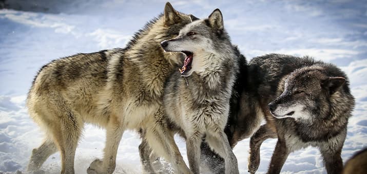 Drei Wölfe spielen miteinander